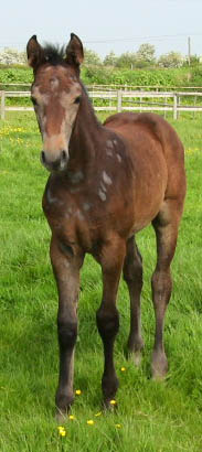 Young Sport Horse