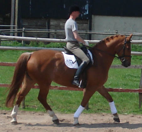 Dressage prospect 