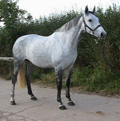 Eighteen - Sport Horse Mare