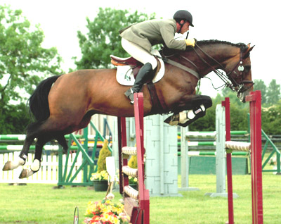 French Show Jumping Stallions