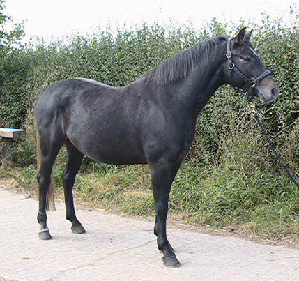 Sport Horse Breeding