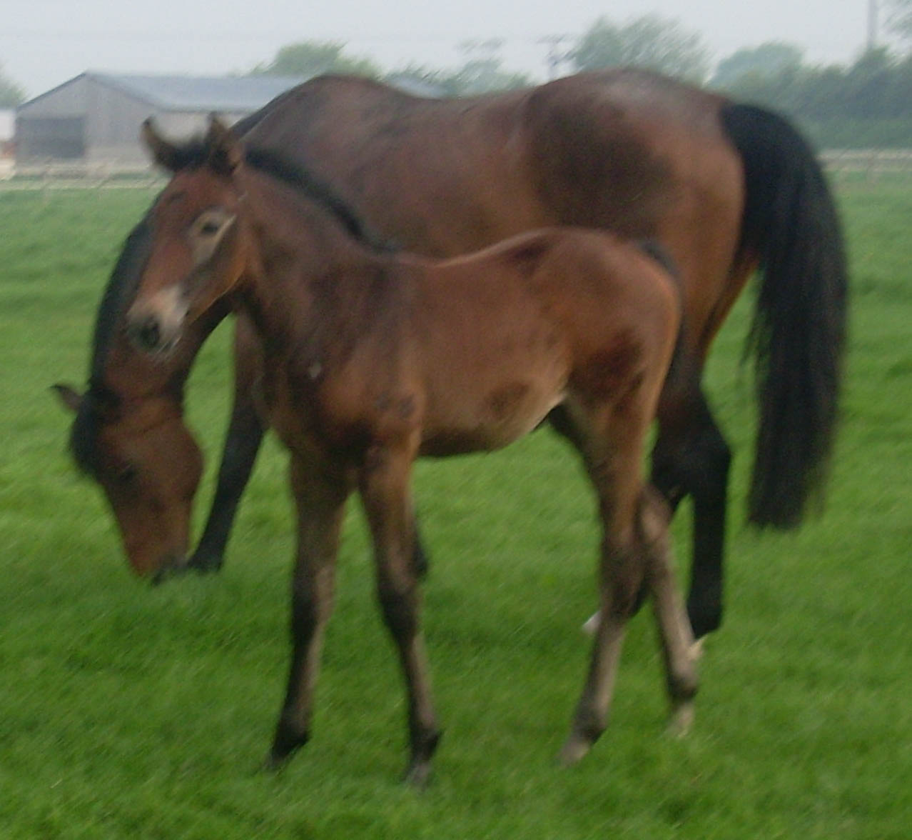 Young Sport Horse