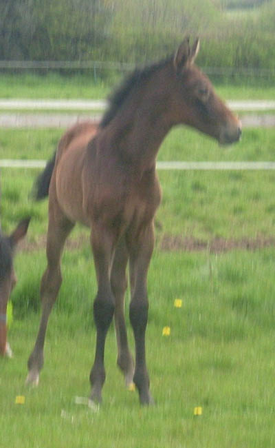 Young Showjumper