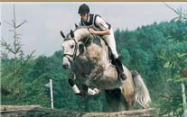 Showjumping Stallion Arcus