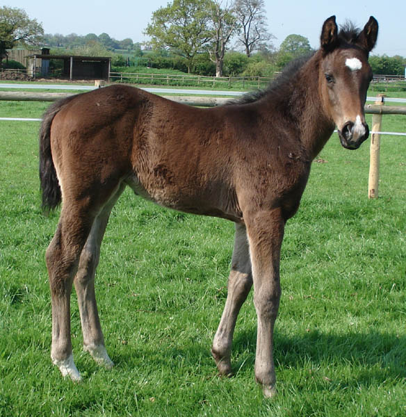 Fleetway Foal