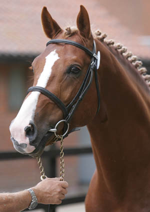 Young Showjumping Stallion