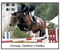 International Showjumper Stallion Conway