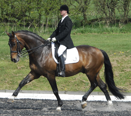 French Dressage Stallion