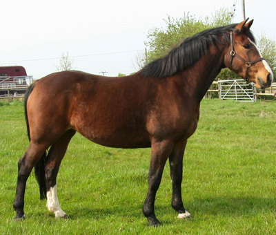 Yearling For Sale