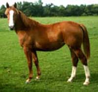 Young Horse For Sale