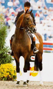 Nimmerdor - Dutch Warmblood Stallion