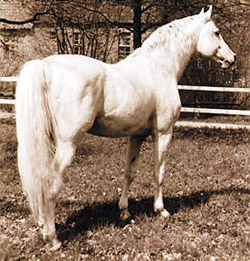 Ramzes - Anglo Arabian TB Stallion