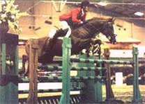 Showjumping Stallion At Stud