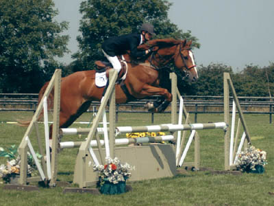 Showjumper For Sale