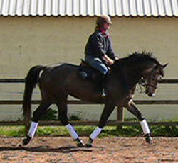 Young Showjumper