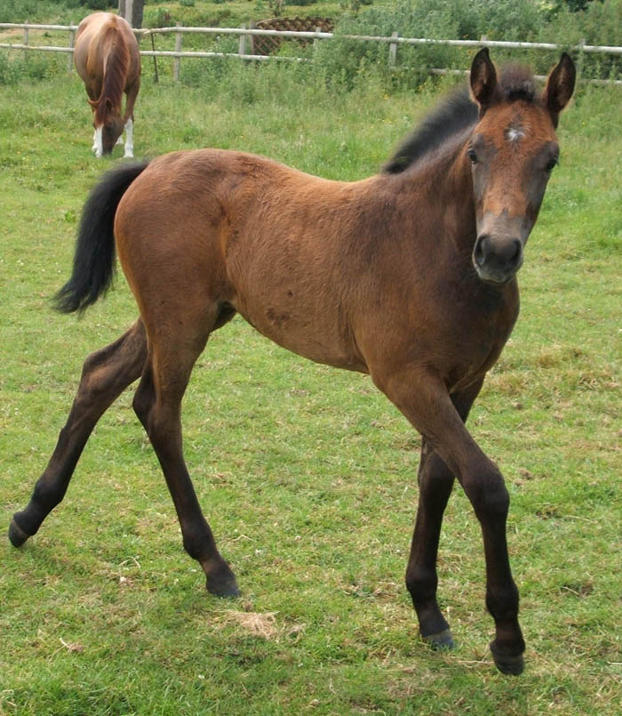 International Showjumper