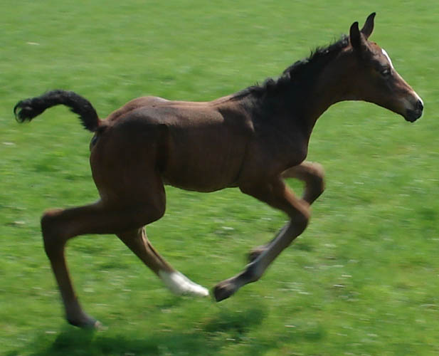 Arturo`s Whisker - Foal