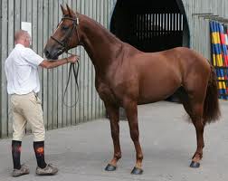 Eventing Horse Competing Succefully