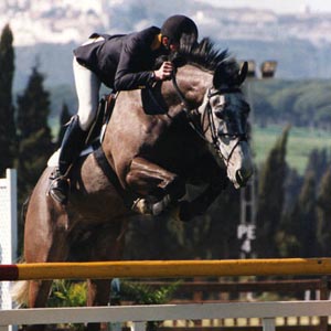 Lugano - Showjumper