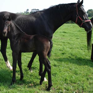 Arturos Magnum - Foal