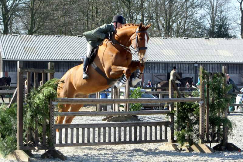 Oscars-Way - Sport Horse