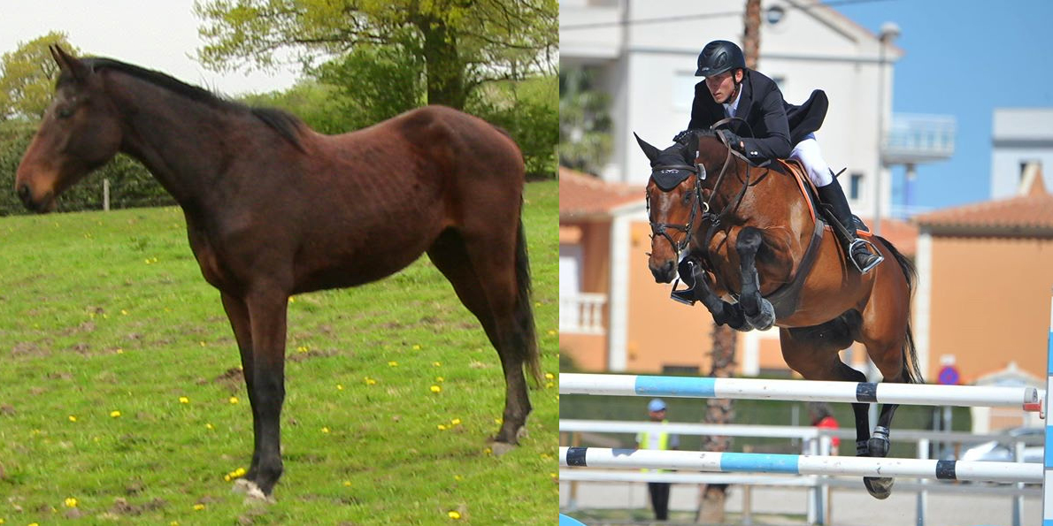 Young Coloured Horses For Sale