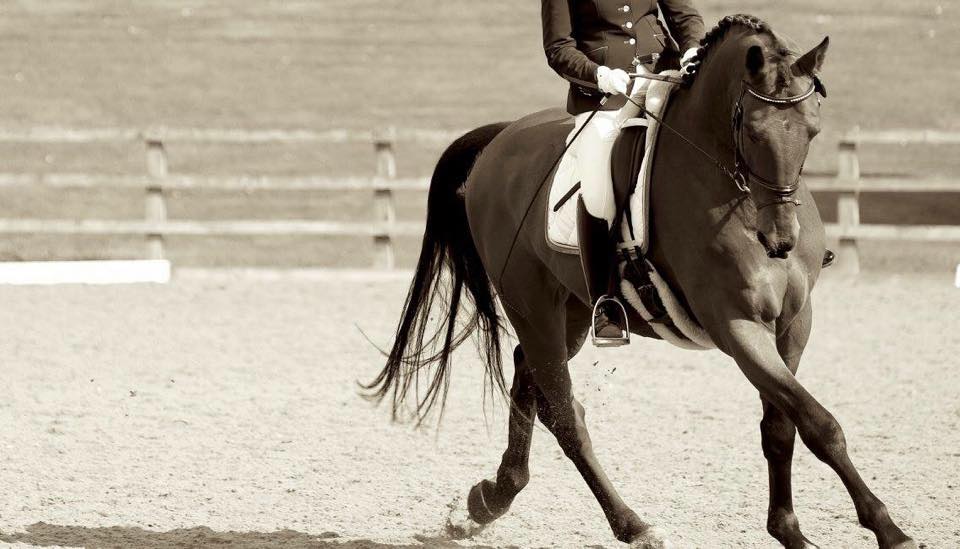 Dressage Horses