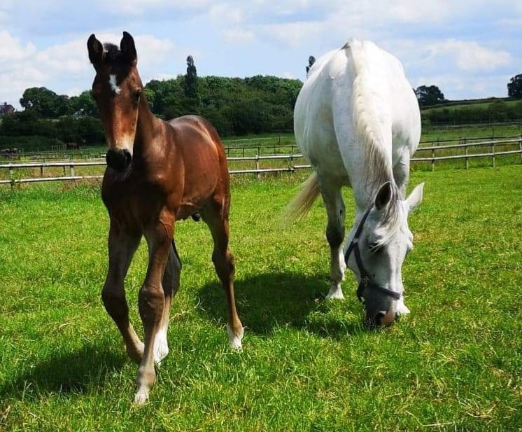 Sport Horse Breeding