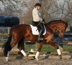 Horses For Sale