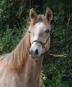 Horses For Sale