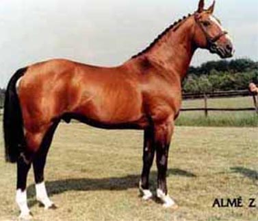 Selle Francais Breeding Stallion Alme