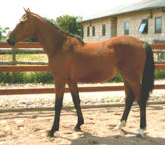 Trakehner  Dressage Horses For Sale
