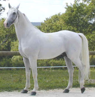 Dapple gray: a dark-colored horse with lighter rings of graying hairs 