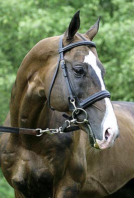 Akhal Teke Stallion - Djasman                                                                                                                                                                                                                                  