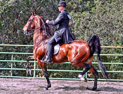 Bay Saddlebred