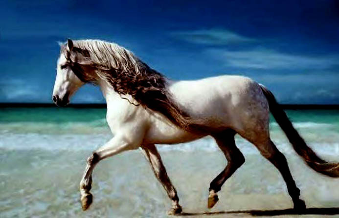 Andalusian Horses For Sale