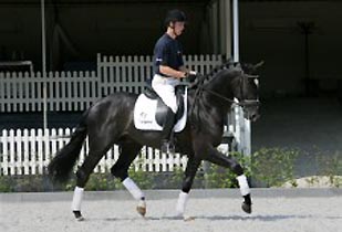 Andretti - French Dressage Stallion