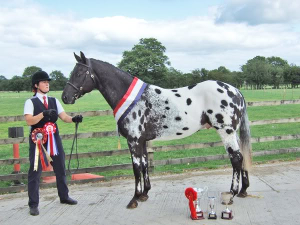 Appaloosa Horses For Sale