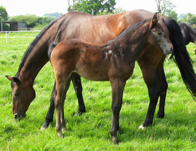 Dutch Warmblood Competition Horse