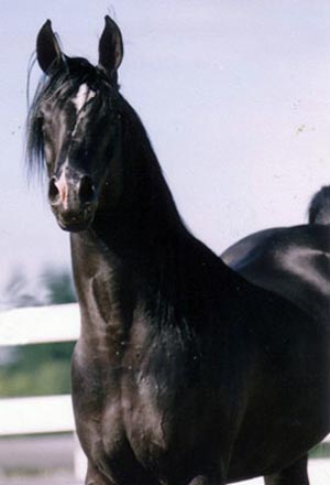 Arab Stallions