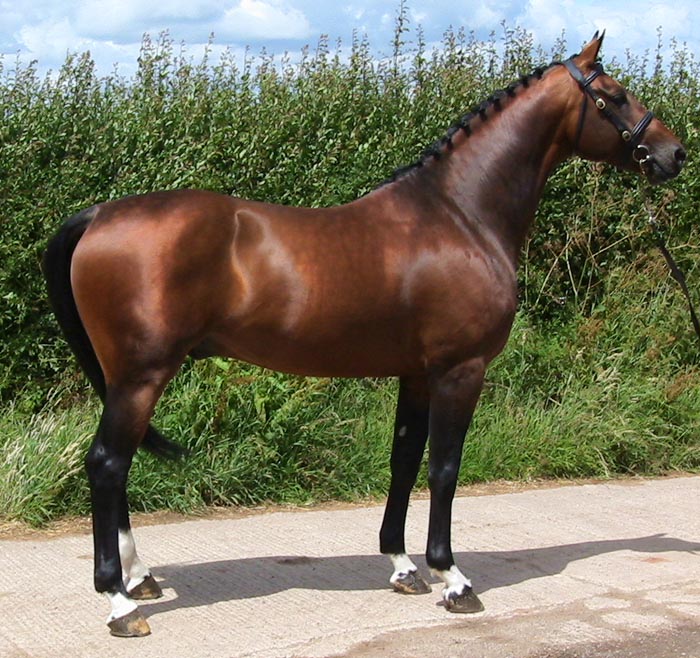 Showjumping Stallion For Sale