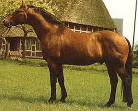 Breeding Stallion - Sire of Argentinus 