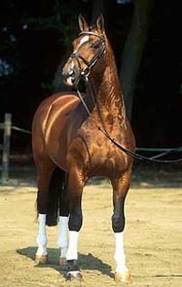 Argentinus - Sire of Arko III - Breeding Stallion