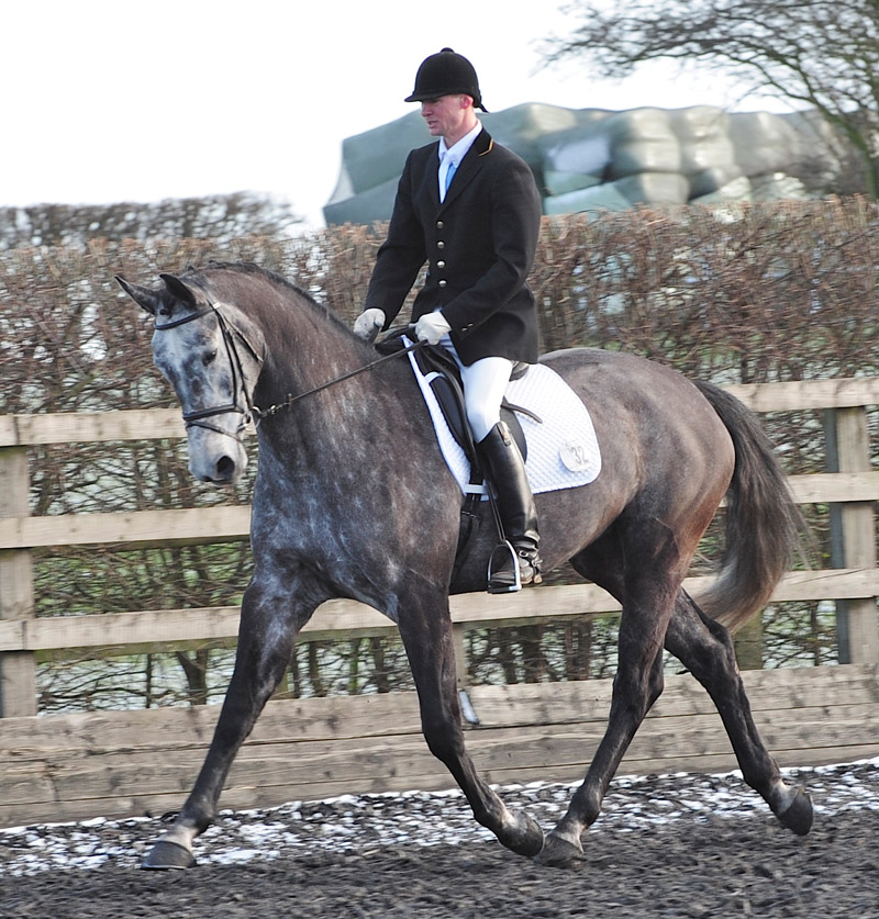 Arturos Way - Dressage