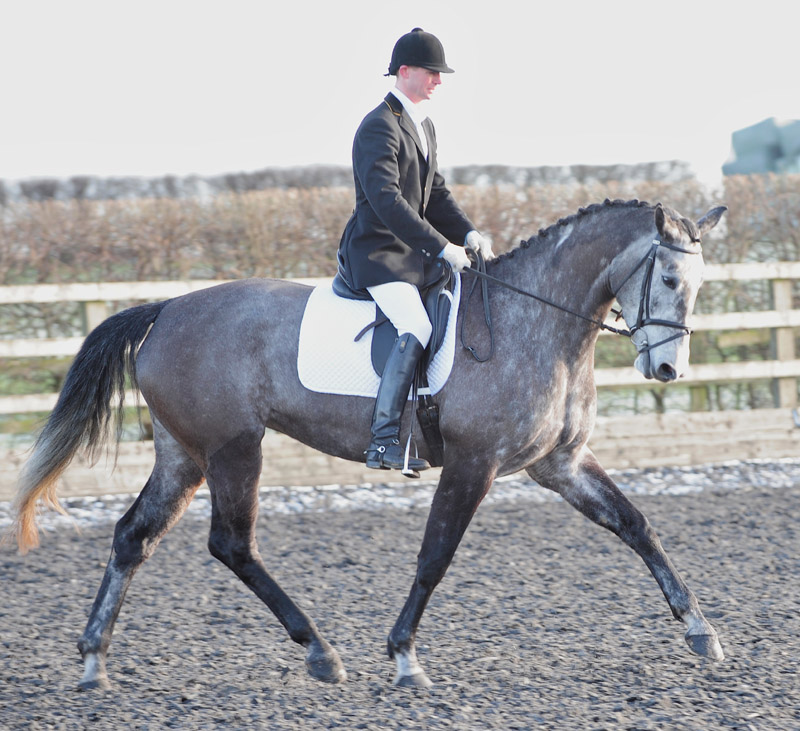 Showjumping For Sale