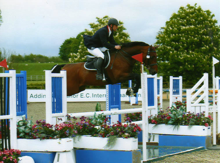 Showjumper Stallion For Sale