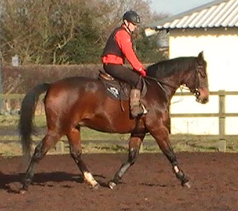 Dressage Mare For Sale  - High Offley Stud