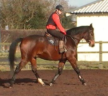 Grand Prix Show Jumper For Sale