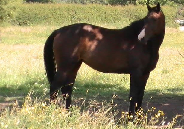 Arturo`s Willow - Showjumping Horse                                                                 