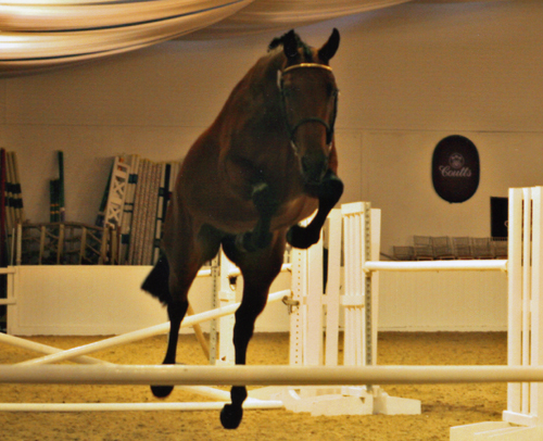 Showjumpers For Sale France